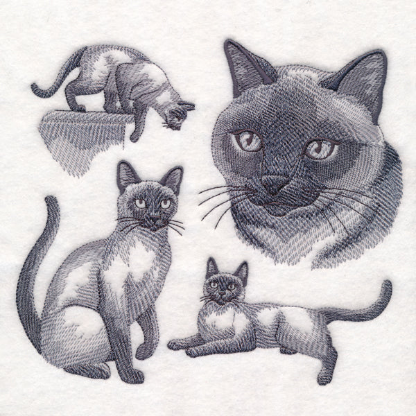 Siamese Cat Sketch