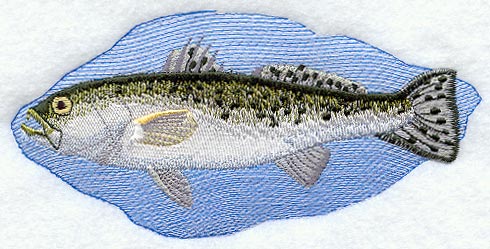 Spotted Sea Trout