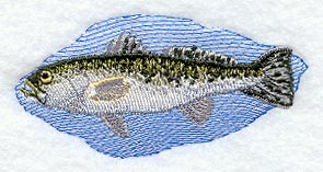 Spotted Sea Trout