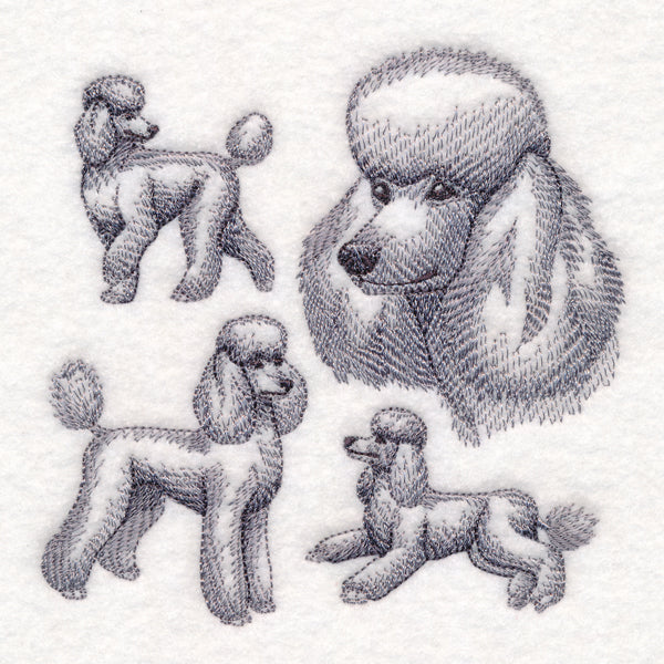 Poodle Sketch