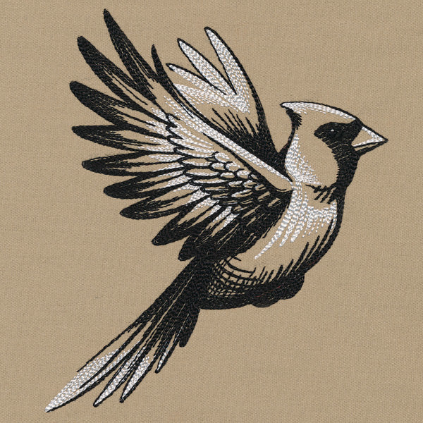 Midtone Cardinal Sketch