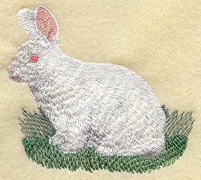 New Zealand White Rabbit