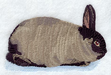 American Sable Rabbit