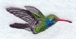 Broad Billed Hummingbird