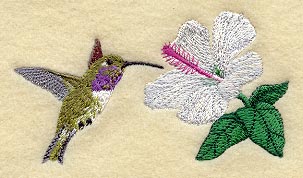 Lucifer Hummingbird & Hibiscus
