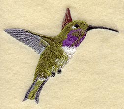 Lucifer Hummingbird