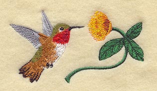 Allen's Hummingbird & Mimosa