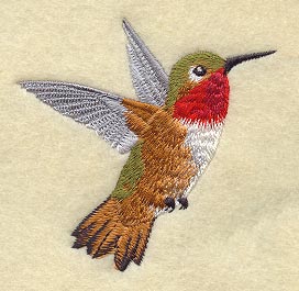 Allen's Hummingbird