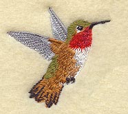 Allen's Hummingbird