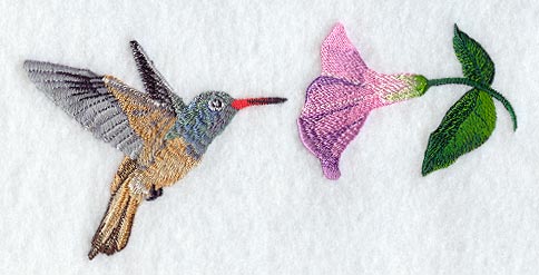 Buff Bellied Hummingbird & Morning Glory