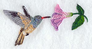 Buff Bellied Hummingbird & Morning Glory