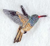 Buff Bellied Hummingbird