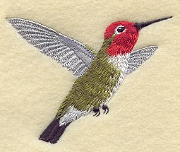 Anna's Hummingbird