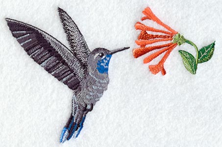 Blue Throated Hummingbird & Coral Honeysuckle