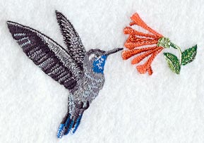 Blue Throated Hummingbird & Coral Honeysuckle