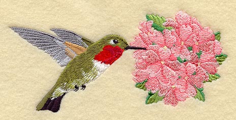 Broad Tailed Hummingbird & Verbena