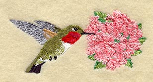 Broad Tailed Hummingbird & Verbena