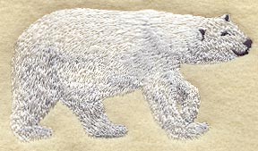 Polar Bear - Walking