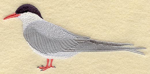 Arctic Tern