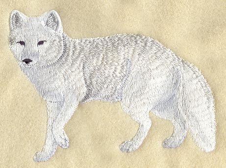 Arctic Fox