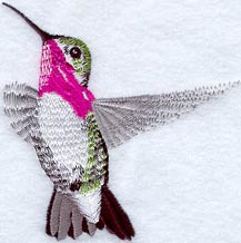 Male Calliope Hummingbird