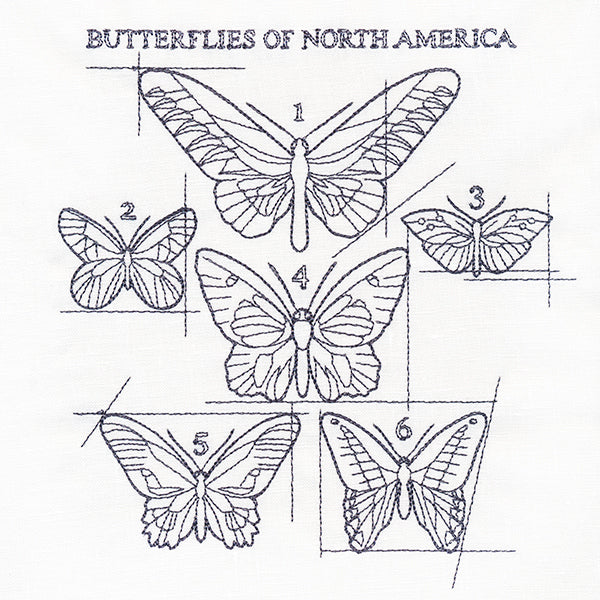 Butterflies of North America Schematic