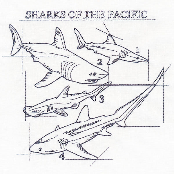 Sharks of the Pacific Schematic