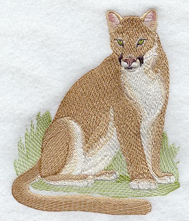 Cougar (Mountain Lion)