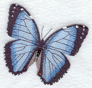 Common Morpho