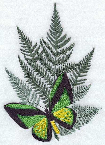 Ornithoptera Goliath Procus Butterfly & Fern
