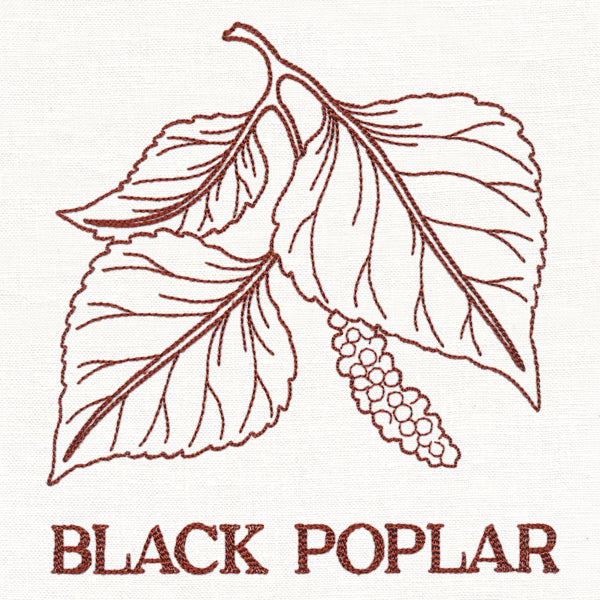 Leafy Botanicals - Black Poplar