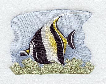 Moorish Idol