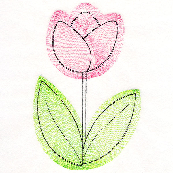 Growing Garden Tulip