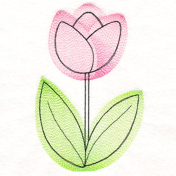 Growing Garden Tulip