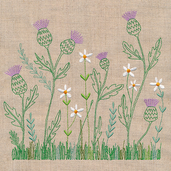 Delicate Thistle in Bloom