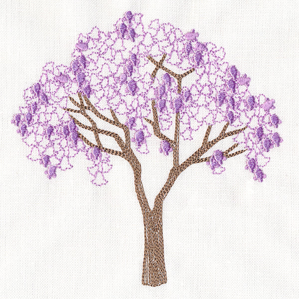 Delicate Jacaranda Tree