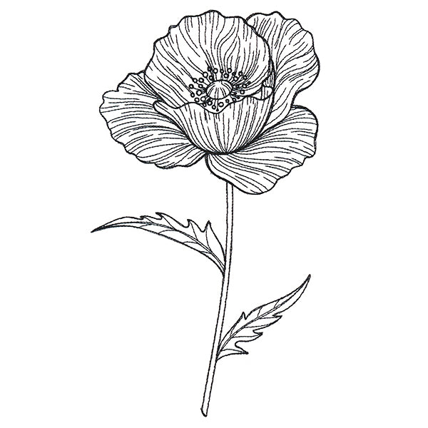 Pretty Poppy Etching