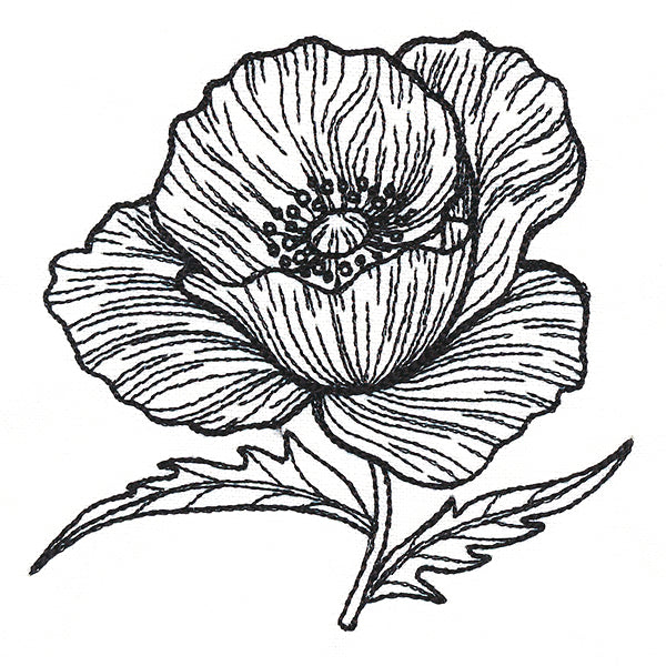 Pretty Poppy Etching