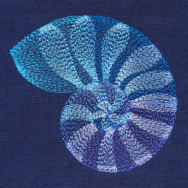 Beautiful Shark Eye Shell