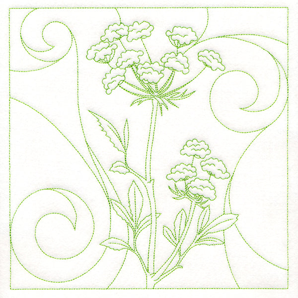 Delicate Wildflowers - Queen Anne's Lace