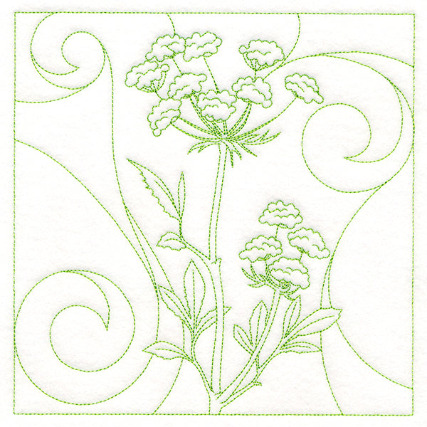 Delicate Wildflowers - Queen Anne's Lace