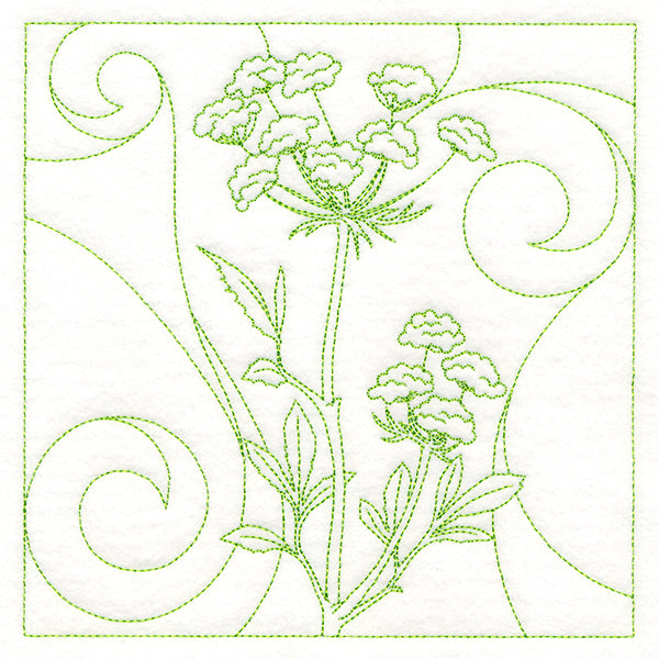 Delicate Wildflowers - Queen Anne's Lace