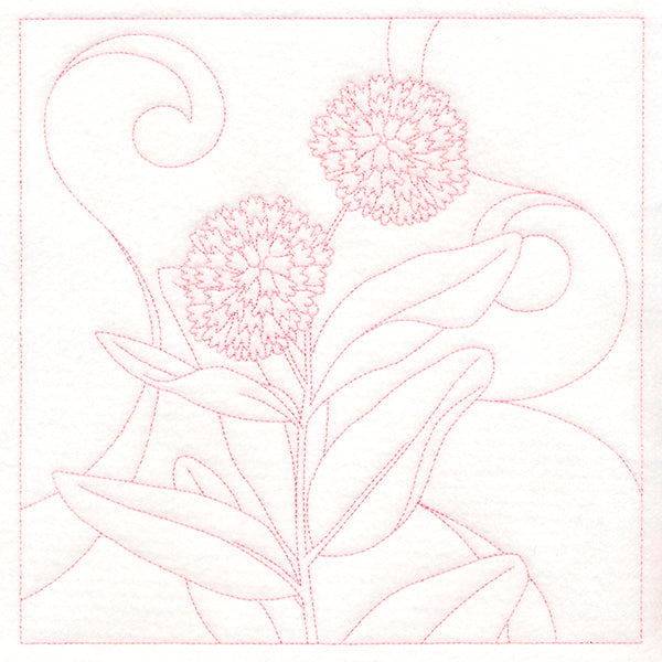 Delicate Wildflowers - Milkweed