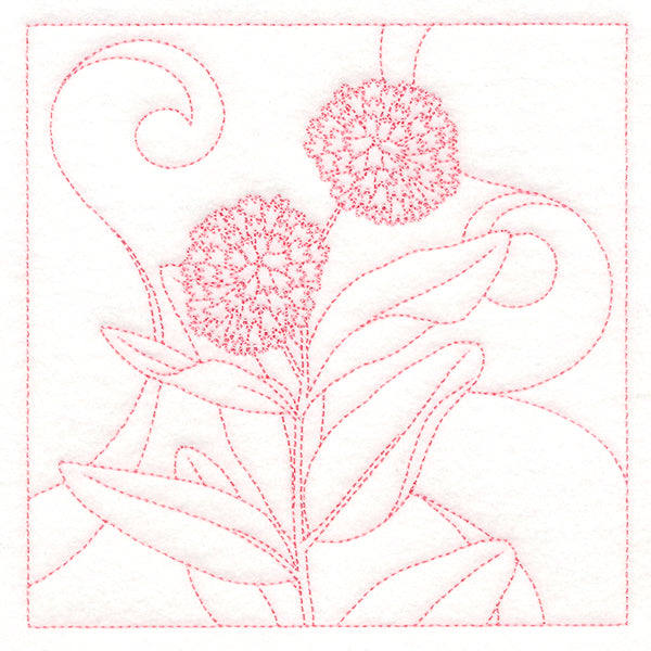 Delicate Wildflowers - Milkweed