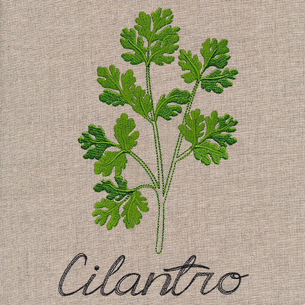Botanical Herbs - Cilantro