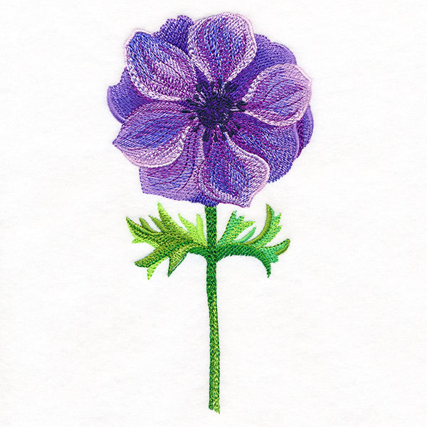 Precious Anemone in Watercolor