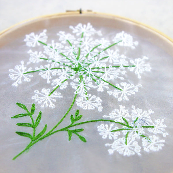 Dainty Queen Anne's Lace