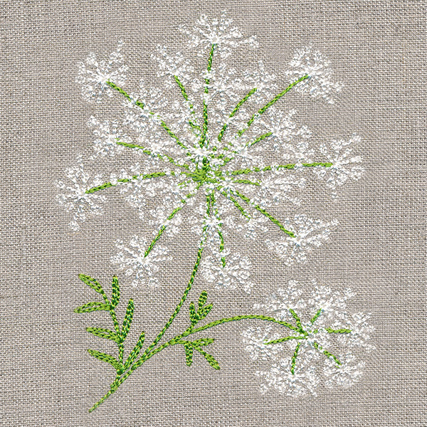 Dainty Queen Anne's Lace