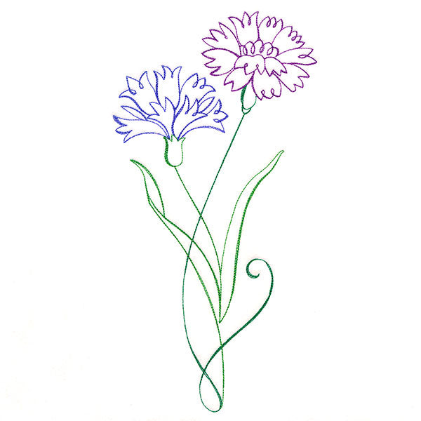 Floral Calligraphy - Cornflower