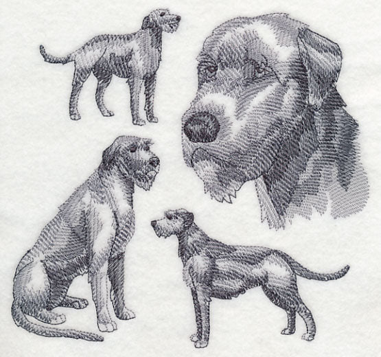 Irish Wolfhound Sketch